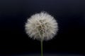 Big beautiful white fluffy dandelion isolated on black background Royalty Free Stock Photo