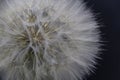 Big beautiful white fluffy dandelion isolated on black background Royalty Free Stock Photo