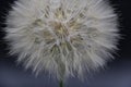 Big beautiful white fluffy dandelion isolated on black background Royalty Free Stock Photo