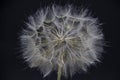 Big beautiful white fluffy dandelion isolated on black background Royalty Free Stock Photo