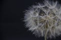 Big beautiful white fluffy dandelion isolated on black background Royalty Free Stock Photo