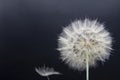 Big beautiful white fluffy dandelion isolated on black background Royalty Free Stock Photo