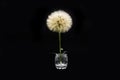 Big beautiful white fluffy dandelion stand in the glass isolated on black background Royalty Free Stock Photo