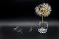 Big beautiful white fluffy dandelion stand in the glass isolated on black background Royalty Free Stock Photo