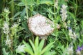 Big beautiful white mushroom among green wild grasses Royalty Free Stock Photo