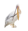 Big beautiful white pelican isolated on white. Funny cute zoo bird pelican Royalty Free Stock Photo