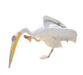 Big beautiful white pelican isolated on white. Funny cute zoo bird pelican Royalty Free Stock Photo