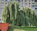 Big and beautiful Willow in summer day time