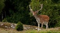 A big and beautiful 5 years male buck of Fallow deer in wood in Sweden Royalty Free Stock Photo