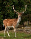 A big and beautiful 5 years male buck of Fallow deer in wood in Sweden Royalty Free Stock Photo