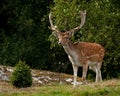 A big and beautiful 5 years male buck of Fallow deer in wood in Sweden Royalty Free Stock Photo