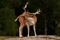 A big and beautiful 5 years male buck of Fallow deer in wood in Sweden Royalty Free Stock Photo