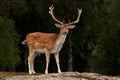 A big and beautiful 5 years male buck of Fallow deer in wood in Sweden Royalty Free Stock Photo