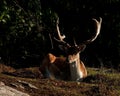 A big and beautiful 5 years male buck of Fallow deer in wood in Sweden Royalty Free Stock Photo