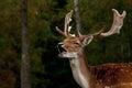 A big and beautiful 5 years male buck of Fallow deer in wood in Sweden Royalty Free Stock Photo