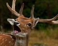 A big and beautiful 5 years male buck of Fallow deer in wood in Sweden Royalty Free Stock Photo