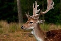 A big and beautiful 5 years male buck of Fallow deer in wood in Sweden Royalty Free Stock Photo