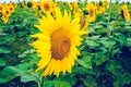 Big beautiful yellow sunflower in sunflower field Royalty Free Stock Photo