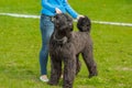 Giant Schnauzer, Riesenschnauzer standing on grass outdoors