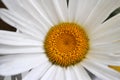 A big or beauty white chamomile flower, macro