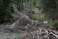 A big beaver building at a stream in Bavaria