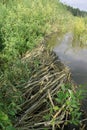 Big beaver house Creek and dam water . Royalty Free Stock Photo