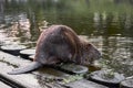 Big beaver in a river gnawing on a branch. Latvia, Riga