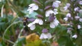 Big bee on acanthus plant flower