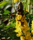 Big bee and cassia Royalty Free Stock Photo