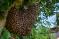 Big Bee hive on branch of tree in nature