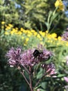 The big bee pollinates the purple flower. Royalty Free Stock Photo