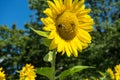Big bee on sunflower with tree and sky Royalty Free Stock Photo