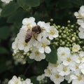 Big bee on a white flower in the garden Royalty Free Stock Photo