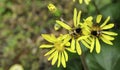 Big bee on yellow flower tree eating pollen in botanic garden. group of bug life in natural park. Wildlife in nature transparent t Royalty Free Stock Photo