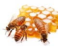 Big Bees with flowing honey from honeycomb, isolated on white background, bee and honey concept, realistic illustration