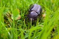 Big beetle Royalty Free Stock Photo