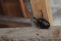 Big beetle, bug on a wood shelf in macro closeup Royalty Free Stock Photo