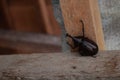 Big beetle, bug on a wood shelf in macro closeup, tries to climb Royalty Free Stock Photo