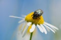 Big beetle collects pollen from a chamomile