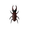 Big Beetle Deer with Horns Royalty Free Stock Photo