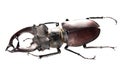 Big beetle deer. Beetle with big horns Royalty Free Stock Photo