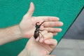 Big beetle deer sits in his hands Royalty Free Stock Photo