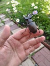 Big beetle deer sits in man hands Royalty Free Stock Photo