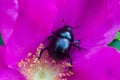 Big beetle on a flower. Royalty Free Stock Photo