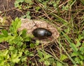 Big beetle in the grass Royalty Free Stock Photo