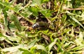 Big beetle in the grass Royalty Free Stock Photo