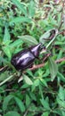 Big beetle on the grass, it so cute Royalty Free Stock Photo