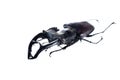 Big beetle with big horns. Beetle deer on a white background. Big insect.