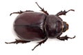 Big beetle Royalty Free Stock Photo