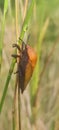 the big beetle that perched on the grass tree Royalty Free Stock Photo